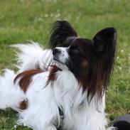 Papillon Spolum's Enjoy Romeo