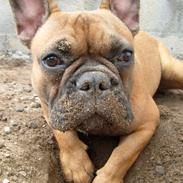 Fransk bulldog Buster