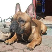 Fransk bulldog Buster
