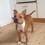 Staffordshire bull terrier Bonzo