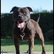 Staffordshire bull terrier Enodden's Quantum Of Solace - Koda