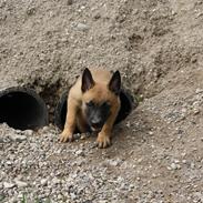 Malinois Chico von den belgischen Wölfen