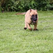 Malinois Chico von den belgischen Wölfen