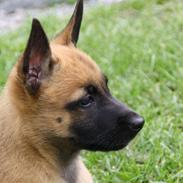 Malinois Chico von den belgischen Wölfen