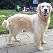 Golden retriever Penelope