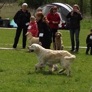 Golden retriever Penelope