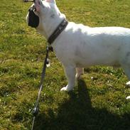 Fransk bulldog Buddha