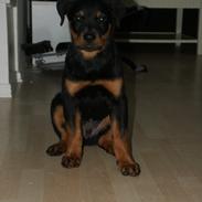 Rottweiler King