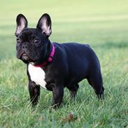 Fransk bulldog Skjoldhøj's Black Ballerina