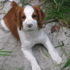 Welsh springer spaniel Siffe