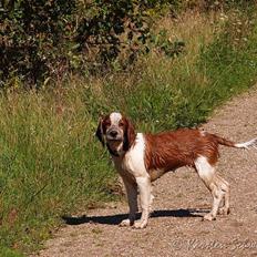 Welsh springer spaniel Siffe