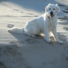Golden retriever jessie
