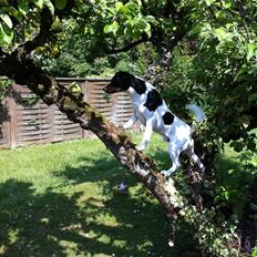 Dansk svensk gaardhund Buster