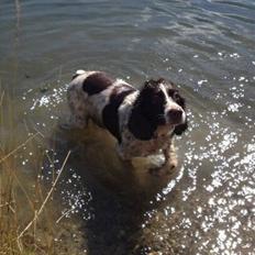Engelsk springer spaniel Oscar 31.01.1999 - 08.02.2013