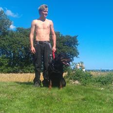 Rottweiler Vom Hause Eisengaurd Diesel