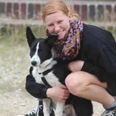 Border collie Balto