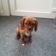 Cavalier king charles spaniel Morgan