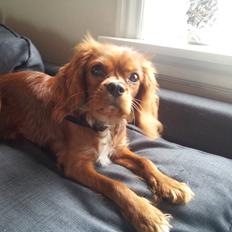 Cavalier king charles spaniel Morgan
