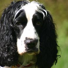 Cocker spaniel Lady