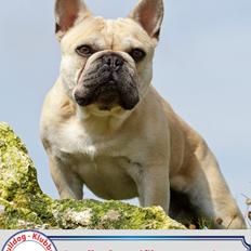 Fransk bulldog Chaque Chameur