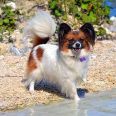 Papillon Toymakers Milla Vanilla