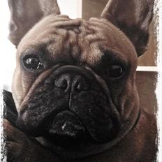 Fransk bulldog Kenzo
