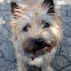 Cairn terrier Nova R.I.P.