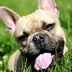 Fransk bulldog Mojo