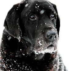 Labrador retriever Jubilant Flying Ferintosh (2000-2012)