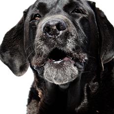 Labrador retriever Jubilant Flying Ferintosh (2000-2012)