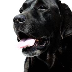 Labrador retriever Jubilant Flying Ferintosh (2000-2012)