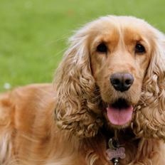 Cocker spaniel Stella