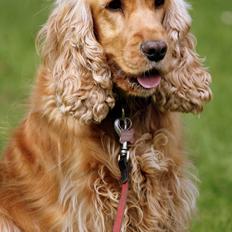 Cocker spaniel Stella