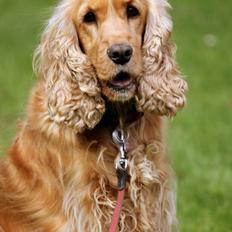 Cocker spaniel Stella