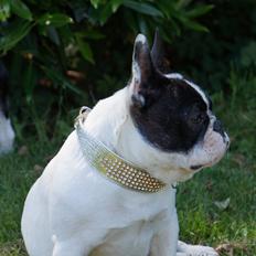 Fransk bulldog Fanta