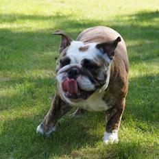 Engelsk bulldog Aurora "Fru. Flemming"