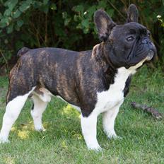 Fransk bulldog Armani "Dyson"