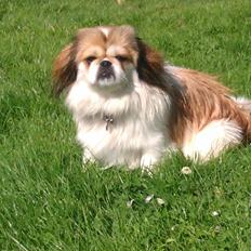 Pekingeser Mollie