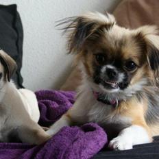 Blanding af racer Uno Chihuahua/Pekingeser