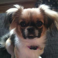 Blanding af racer Uno Chihuahua/Pekingeser