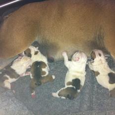 Engelsk bulldog Sookie - Molosshusets Madame Tussaud