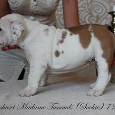 Engelsk bulldog Sookie - Molosshusets Madame Tussaud