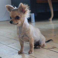 Chihuahua House Of Holtens Delicia (Ronja)