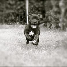 Staffordshire bull terrier Runstaffs Let's Rock Reggae