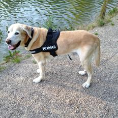 Labrador retriever King