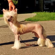 Chinese crested hårløs Instant Magic Sasima