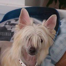 Chinese crested hårløs Instant Magic Sasima