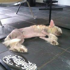 Chinese crested hårløs Instant Magic Sasima