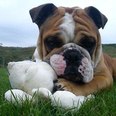 Olde english bulldogge Basil