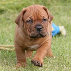 Dogue de bordeaux Shadow of oak Highlander Finni / Loui